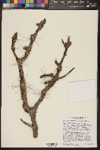 Cylindropuntia ramosissima image