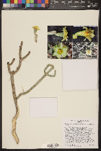 Cylindropuntia ramosissima image