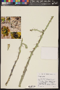 Cylindropuntia versicolor image