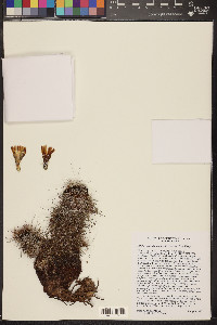 Echinocereus chloranthus image
