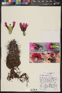 Echinocereus fendleri var. rectispinus image