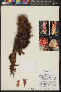 Echinocereus russanthus image