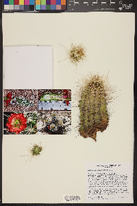 Echinocereus yavapaiensis image