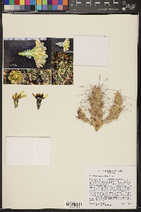 Grusonia kunzei image