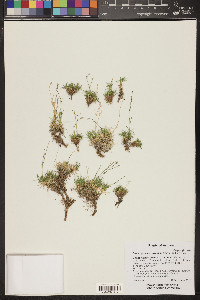 Eremogone eastwoodiae image