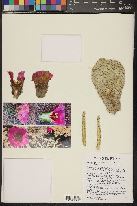 Opuntia basilaris var. basilaris image