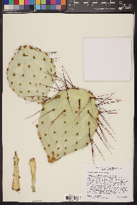 Opuntia macrocentra image