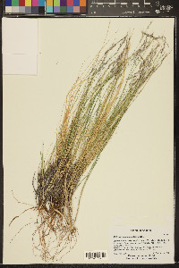 Muhlenbergia pauciflora image