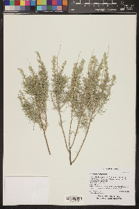 Artemisia filifolia image