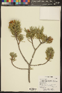 Pinus edulis image