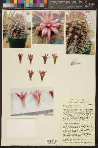 Eriosyce taltalensis image