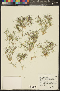 Munroa squarrosa image