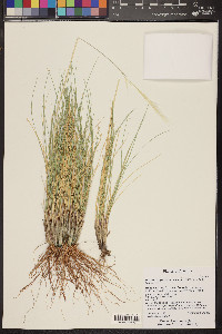 Hesperostipa neomexicana image