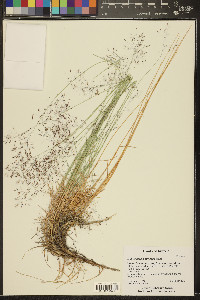 Muhlenbergia pungens image