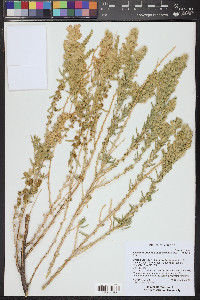 Krascheninnikovia lanata image