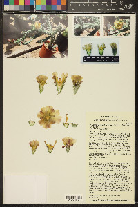 Cylindropuntia echinocarpa image