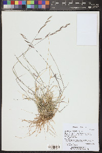 Bouteloua eriopoda image