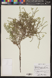 Cryptantha fendleri image