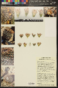 Mammillaria grusonii image