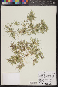 Munroa squarrosa image