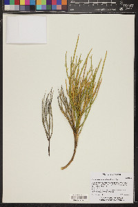 Thamnosma montana image