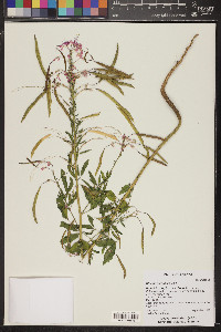Cleomella serrulata image