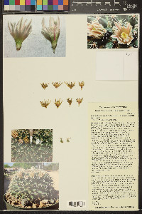 Mammillaria heyderi subsp. heyderi image