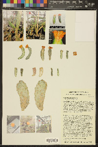 Consolea rubescens image