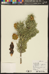 Pinus edulis image