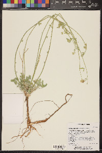 Sphaeralcea grossulariifolia image