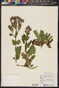 Phacelia crenulata image
