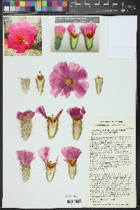 Opuntia polyacantha var. erinacea image