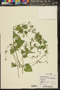 Mirabilis oxybaphoides image