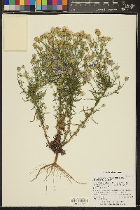 Dieteria canescens var. aristata image