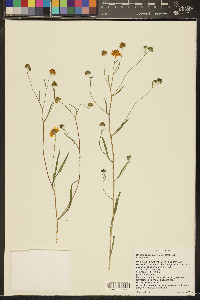 Heliomeris hispidus image