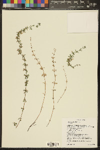 Hedeoma nana image