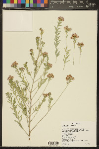 Pluchea sericea image