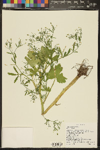 Ranunculus sceleratus image