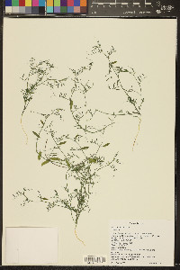 Vicia ludoviciana image
