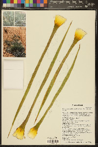 Yucca angustissima image