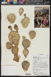Opuntia polyacantha image