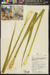 Yucca angustissima image