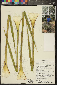 Yucca angustissima image