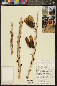 Yucca angustissima image