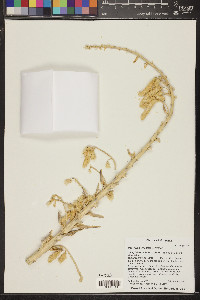 Dasylirion wheeleri image