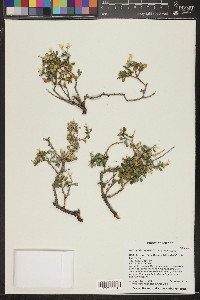 Ericameria cuneata image