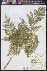 Thelypteris puberula var. sonorensis image