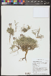 Astragalus amphioxys image