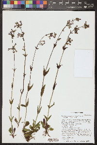 Penstemon oliganthus image