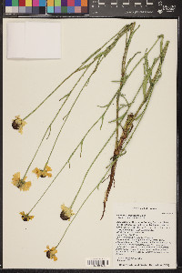Helenium arizonicum image